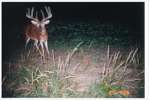 Trail Cam Photo